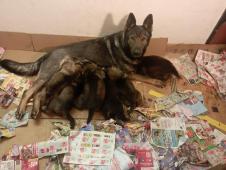 Nemecký ovčák štěnata s pp