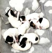 Dánsko-švédský farmářský pes