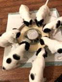 Dánsko-švédský farmářský pes