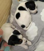 Dánsko-švédský farmářský pes