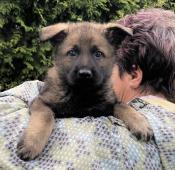 Něm.ovčák mohutná fenka odběr ihned!