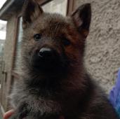 Nemecký ovčák štěnata s pp