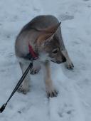 Chicken Serigala - fena