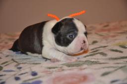 BOSTONSKÝ TERIÉR S PP-BOSTONEK