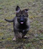 Fenky německého ovčáka s PP