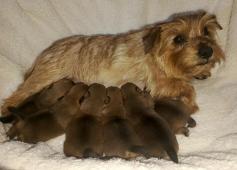 Norfolk teriér štěňata s PP