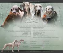 Výmarský ohař krátkosrstý - štěňata s PP - BŘEZEN