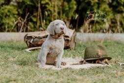 potomek Zary z jejího prvního vrhu