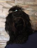 Ruská barevná bolonka s PP