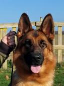 něm.ovčák s PP fena 20 mněsíců