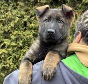 Něm.ovčák odběr ihned