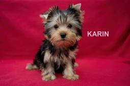 Jorkširský teriér s PP - ihned k odběru