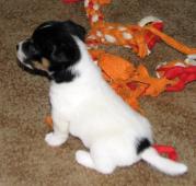 Hladká štěnda Jack Russell teriéra s PP k rezervac