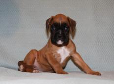 Zlatá a žíhaná fenka