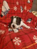 Bostonský teriér štěňata