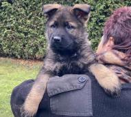 Něm.ovčák fenka ihned k odběru