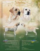 Labradorský retrívr - pejsci