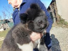 Americká Akita štěňátka s PP prodám