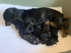 Jezevčík dlouhosrstý trpasličí/králičí černý s pál