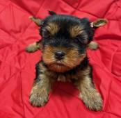 Jorkšírek - fenky  s PP FCI k výběru a rezervaci