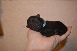 Šiperka pejsek k rezervaci