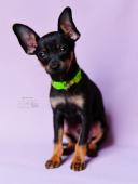 Rusky toy hladkosrsty s pp FCI