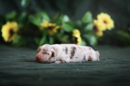 Australský ovčák s PP