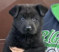 Něm.ovčák mohutná štěńata