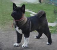 Americká Akita s Pp prodám,fenka