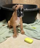 Boxer s PP, chov. stanice