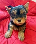 Jorkšírek fenka s PP FCI k odběru