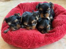 Jorkšírek  PP FCI k výběru a rezervaci