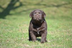 Čokoládová štěňátka s PP