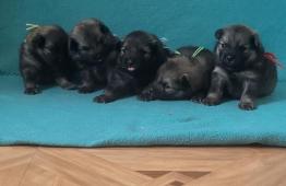 Německý špic střední štěňátka s PP FCI