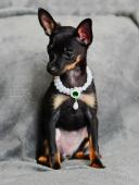 Ruský toy hladkosrstý s pp FCI