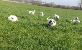 Pyrenejský horský pes chlupáči