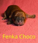 Fenka - Chocco