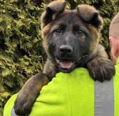 Něm.ovčák mohutná fenka