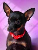 Rusky toy hladkosrsty s pp FCI