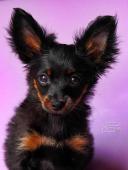 Ruský toy dlouhosrstý s pp FCI