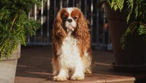 Kavalír King Charles španěl s PP