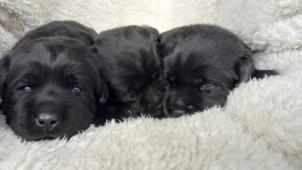 Labradorský retrívr