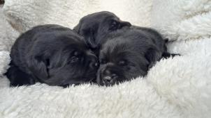 Labradorský retrívr