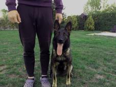 Něm.ovčák fena na hlídání