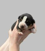 Entlebušský salašnický pes