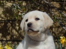 Štěňátka labradorského retrievera s PP