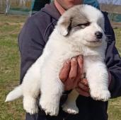 Pyrenejský horský pes chlupáči