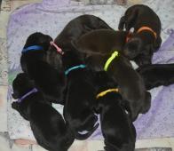 Flat coated retriever