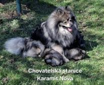 Německý špic střední štěňata s PP