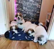 Pyrenejský horský pes chlupáči